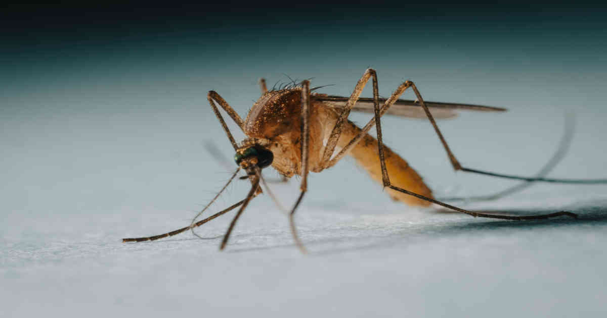 Mosquito