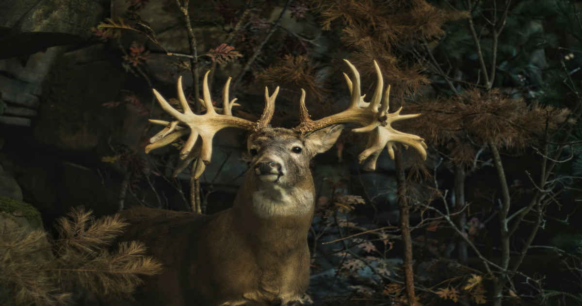 Buck with antlers