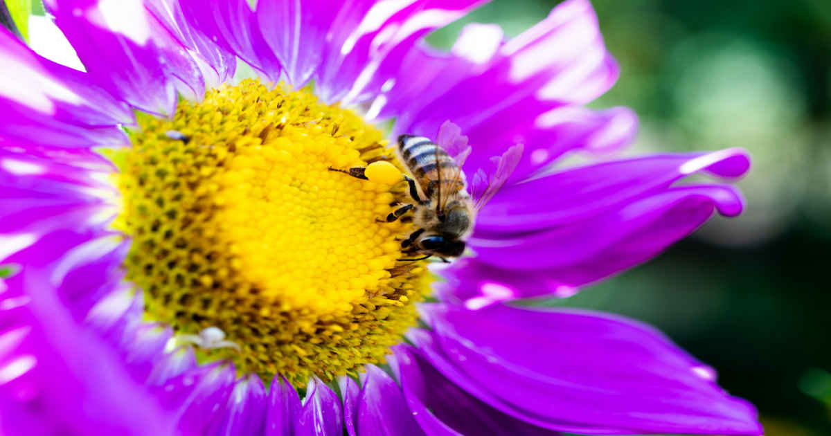 Bee on a flower