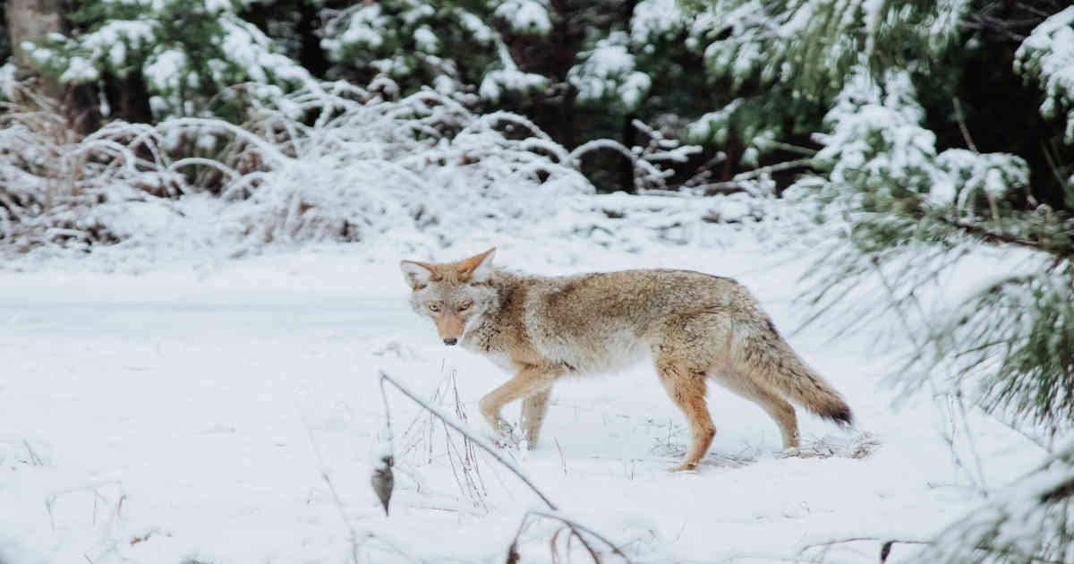 Coyote in the snow