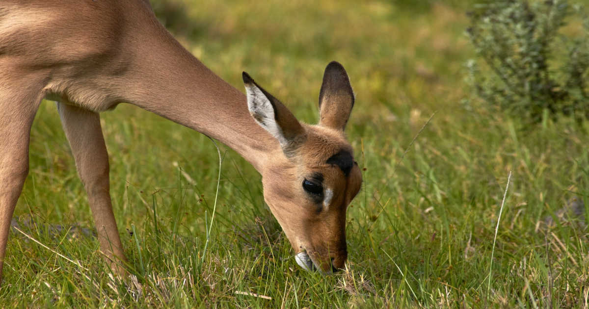 What to Feed a Wild Deer Year-Round: Seasonal Feeding Guide for ...