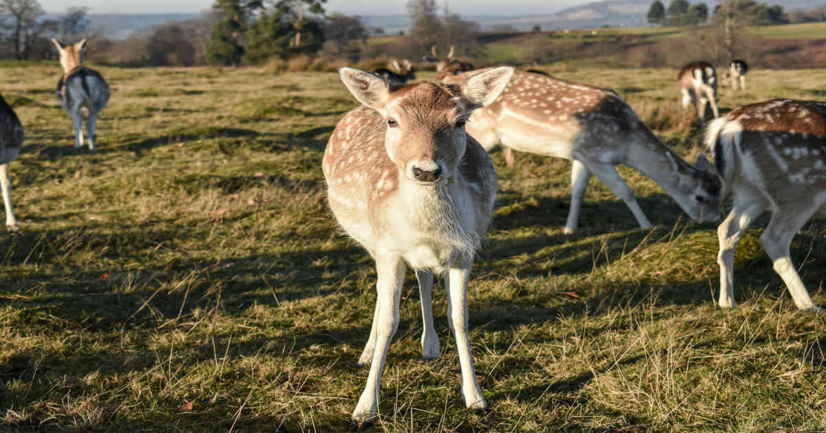 True or False: Deer Hunting is Important for the Conservation of Species
