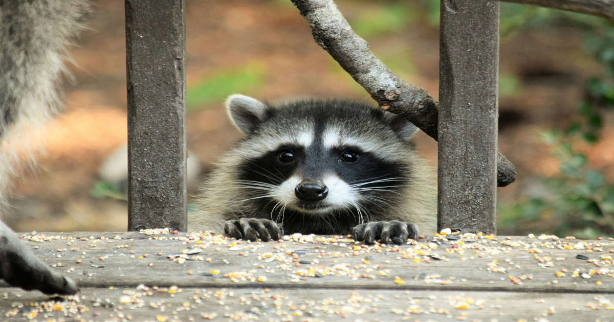 Racoon